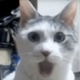 Illustration for article titled Meow The Jewels’ new video is full of cats, obviously